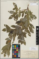 Foto von Salix myrsinifolia Salisb.